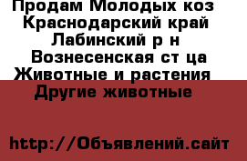 Продам Молодых коз - Краснодарский край, Лабинский р-н, Вознесенская ст-ца Животные и растения » Другие животные   